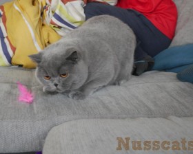 nusscats britisch kurzhaar duke 021